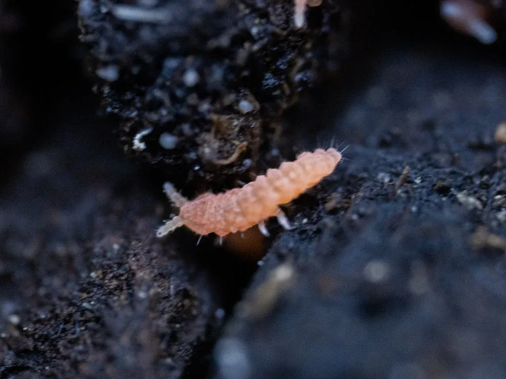 Orange Springtails 10ct. (Yuukianura aphoruroides)