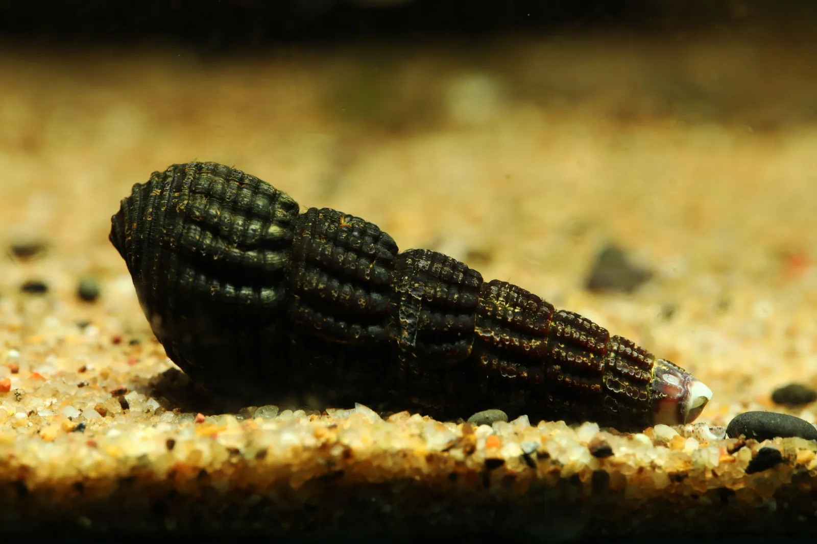 Orange Sulawesi Snail - Image 2
