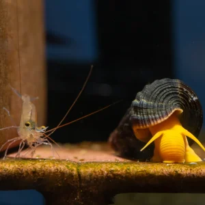 Orange Sulawesi Snail