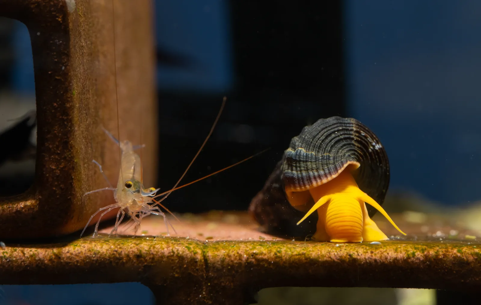 Orange Sulawesi Snail