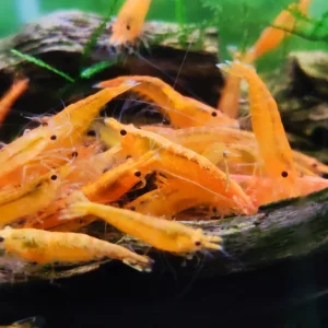 Orange Sunkist Shrimp