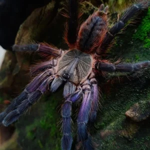 Ornithoctoninae sp. Phan Cay Red – Purple Blaze Tree Spider | Old World | Live Arrival Guarantee | TDE