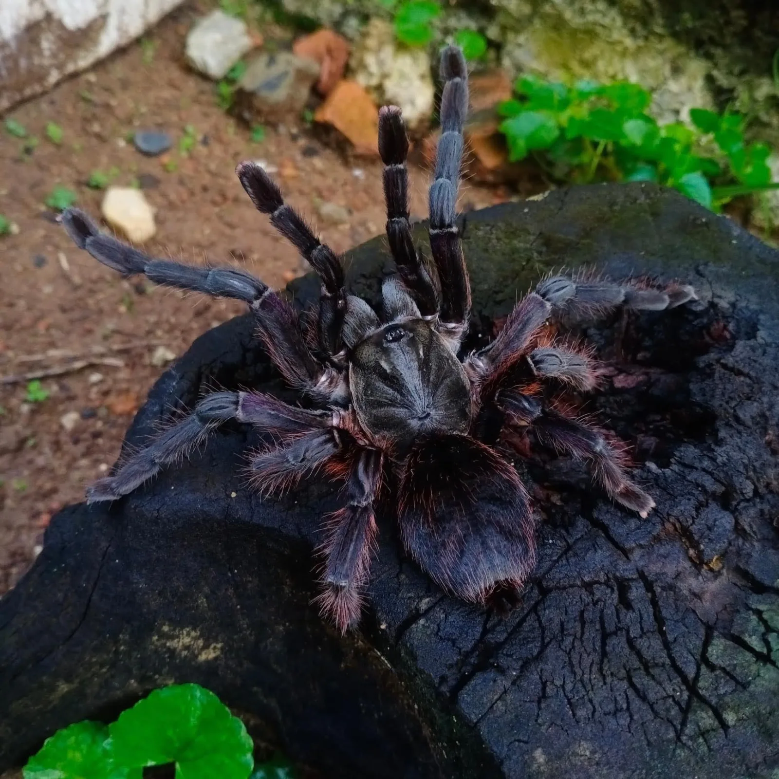 Ornithoctoninae sp. Phan Cay Red – Purple Blaze Tree Spider | Old World | Live Arrival Guarantee | TDE - Image 2