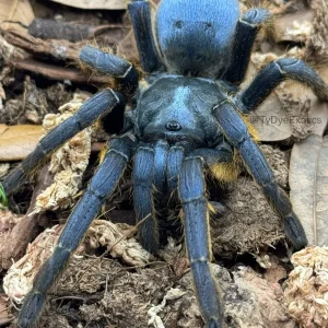 Ornithoctoninae sp. "Vietnam Silver" – Vietnam Silver Earth Tiger Tarantula | Rare Metallic Species | TDE