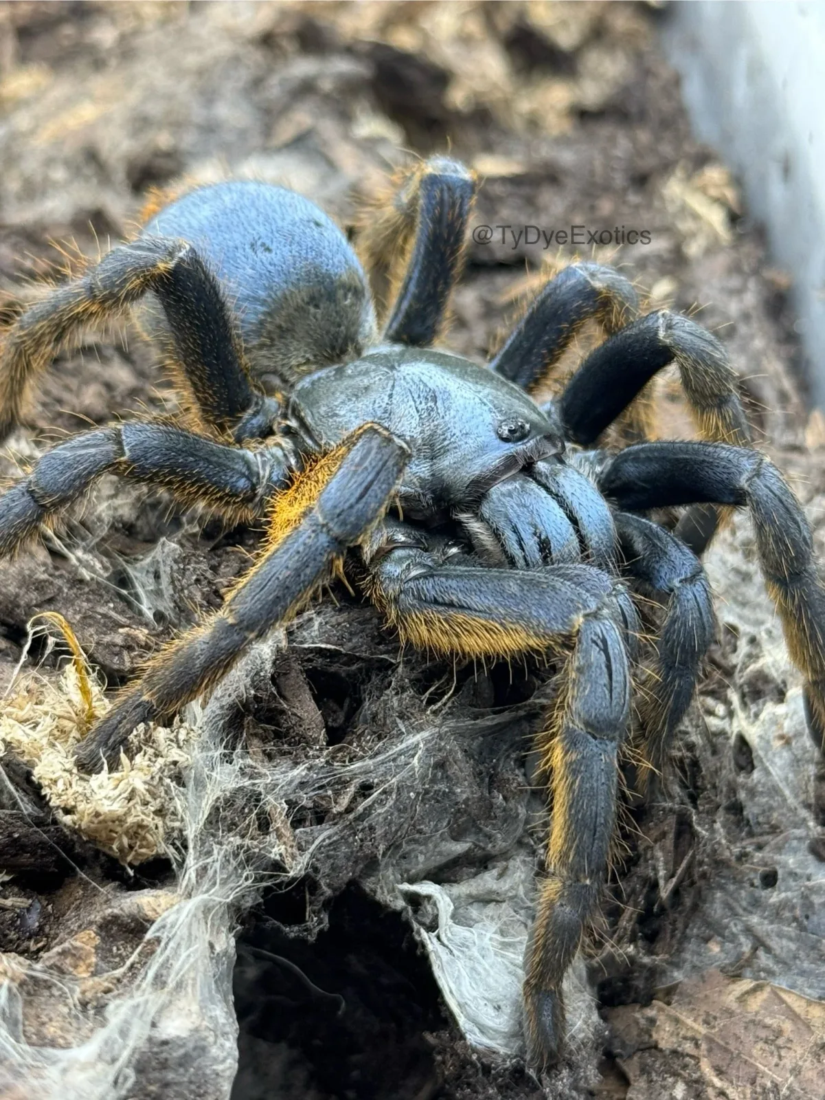 Ornithoctoninae sp. "Vietnam Silver" – Vietnam Silver Earth Tiger Tarantula | Rare Metallic Species | TDE - Image 2