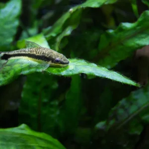 Otocinclus Affinis