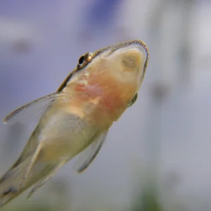 Otocinclus Arnoldi