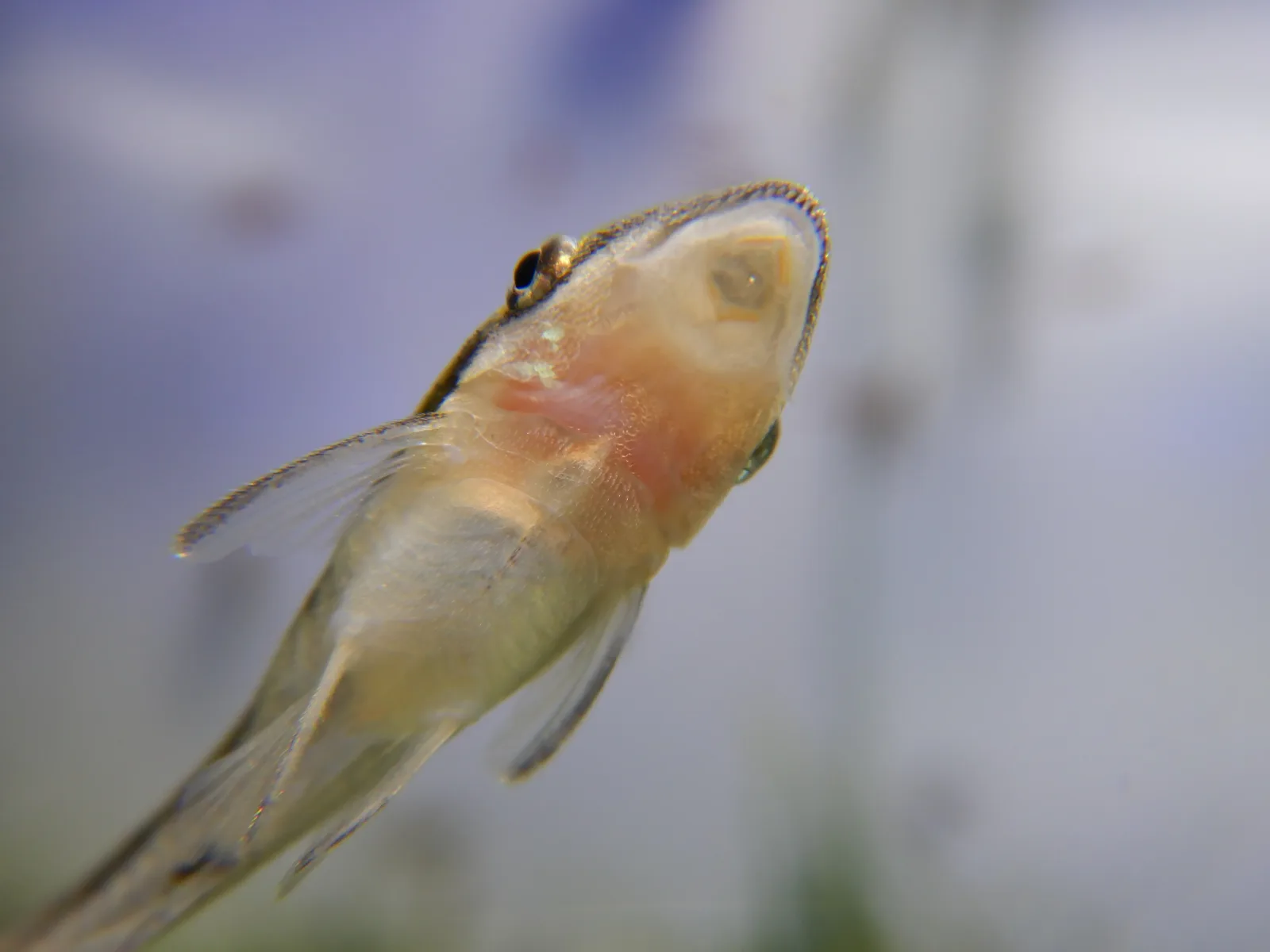 Otocinclus Arnoldi