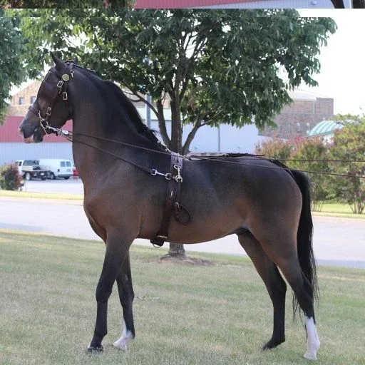 Ozark Kildow Mini/Pony Breaking Driving Harness - Image 2