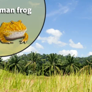 Pac Man Frog (Ceratophrys species) Bioactive Vivarium Kit