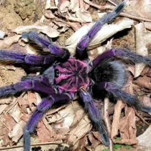 Pamphobeteus sp Machala – Purple Bloom Birdeater Tarantula | Purple Velvet Giant | TDE