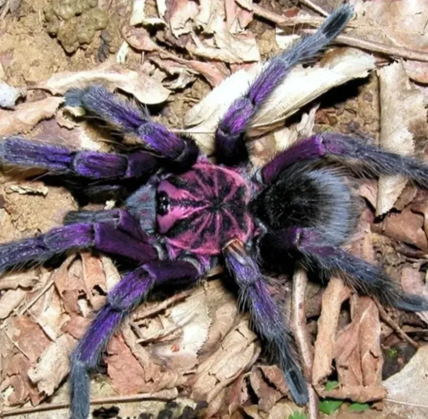 Pamphobeteus sp Machala – Purple Bloom Birdeater Tarantula | Purple Velvet Giant | TDE