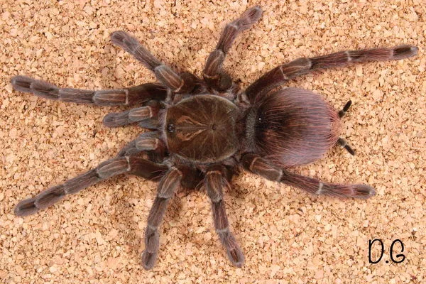 Pamphobeteus sp Machala – Purple Bloom Birdeater Tarantula | Purple Velvet Giant | TDE - Image 2