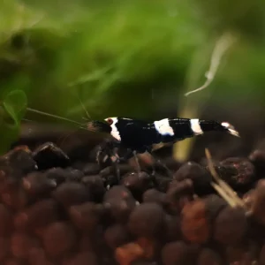 Panda Caridina Shrimp