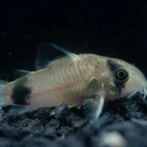 Panda Corydoras Fish (Panda Cory Catfish)