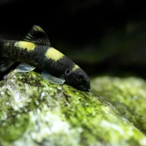 Panda Garra (Garra Flavatra)