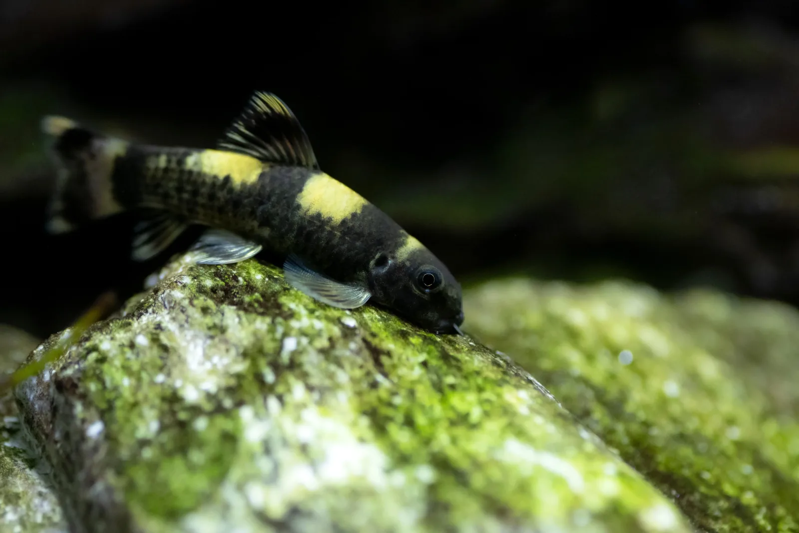 Panda Garra (Garra Flavatra)