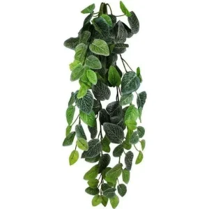 Pangea Fittonia Hanging Bush 24"