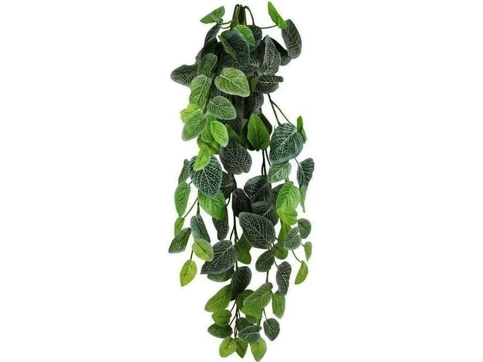 Pangea Fittonia Hanging Bush 24" - Image 2