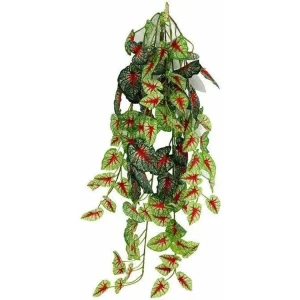 Pangea Hanging Bush Caladium (24inch)