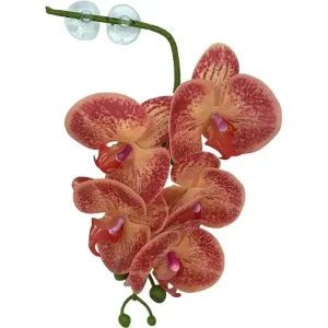 Pangea Hanging Orchid Orange & Yellow