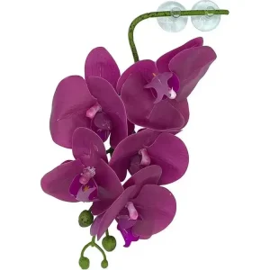 Pangea Hanging Orchid Purple