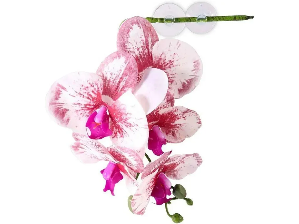 Pangea Hanging Orchid White