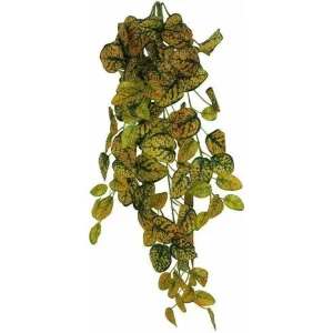 Pangea Leafy Vine Japanese Laurel (6ft)