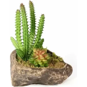 Pangea Succulent Garden #1