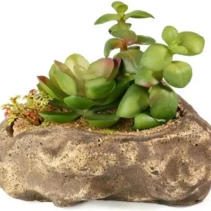 Pangea Succulent Garden #2
