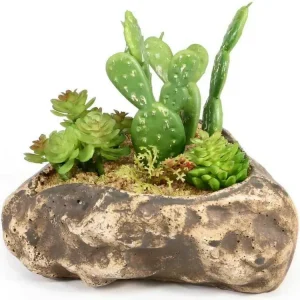 Pangea Succulent Garden #4