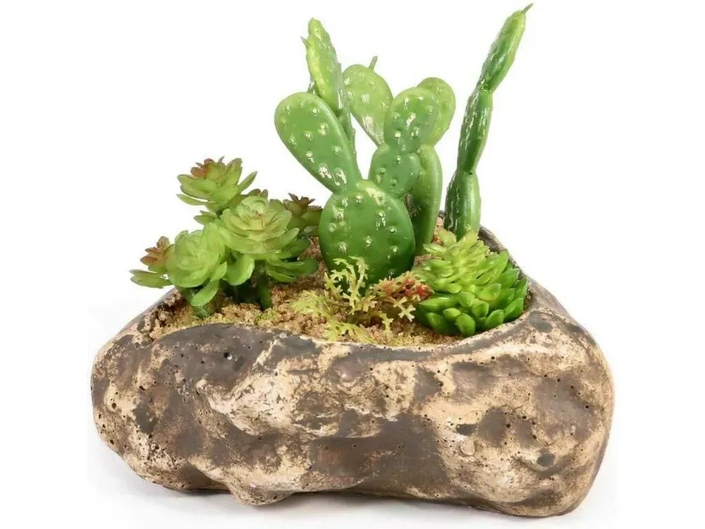 Pangea Succulent Garden #4