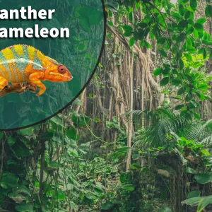 Panther Chameleon (Furcifer pardalis) Bioactive Vivarium Kit