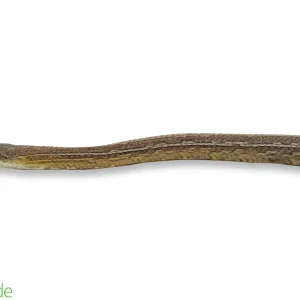 Pantherophis guttatus (Captive Bred) | Corn Snake, Ghost Tessera