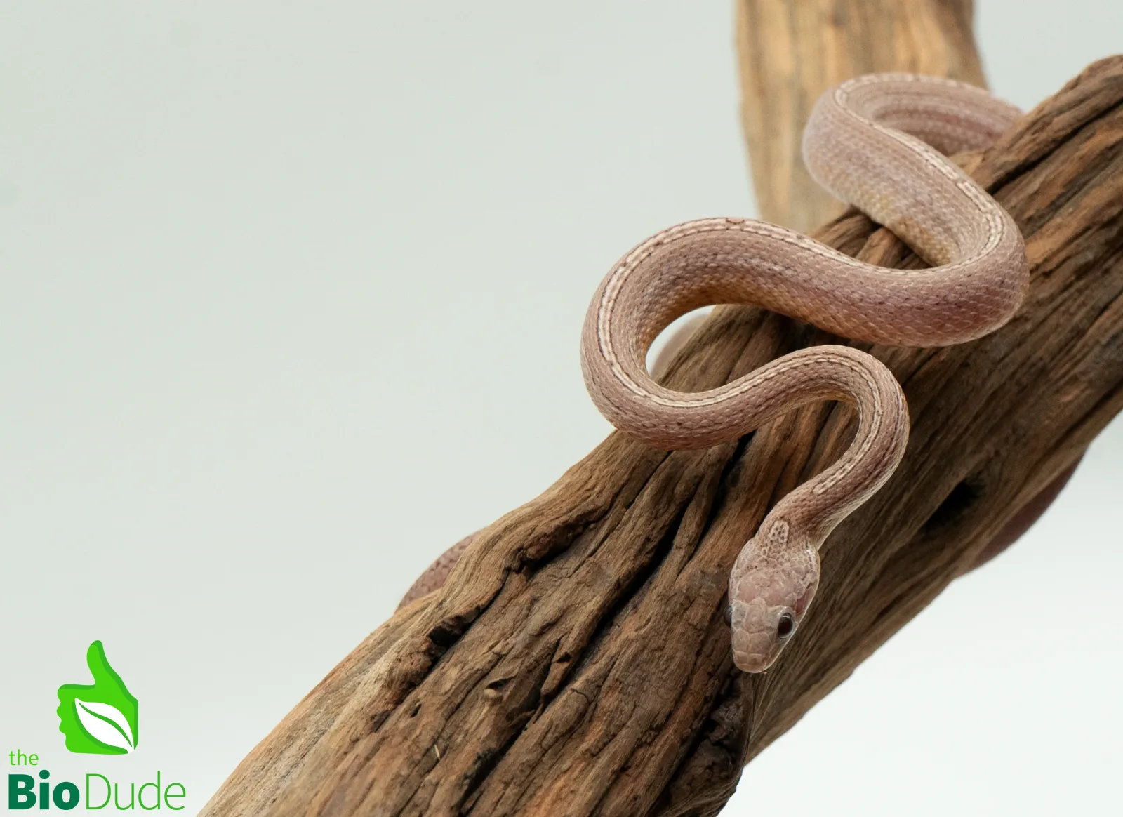 Pantherophis guttatus (Captive Bred) | Corn Snake, Ghost Tessera - Image 2
