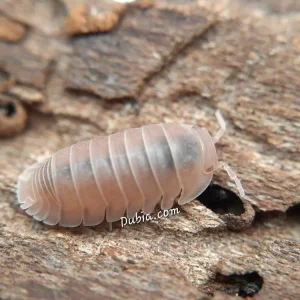 "Papaya" Isopods (Cubaris Murina)