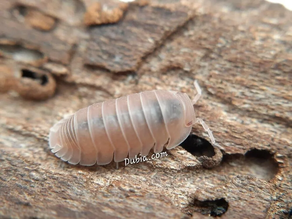 "Papaya" Isopods (Cubaris Murina)