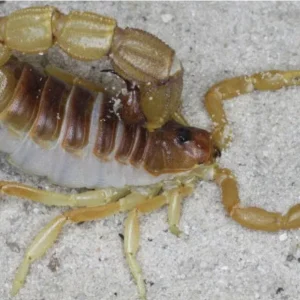 Parabuthus mossambicensis – Mozambique Thick Tail Scorpion | Very Rare Orange Species | Live Arrival Guarantee | TDE