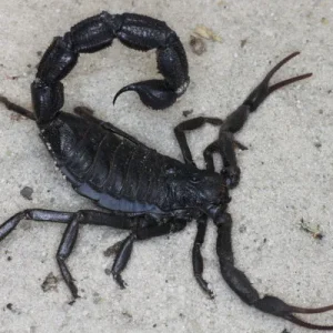 Parabuthus villosus 'Black' – Black Hairy Thick Tail Scorpion | Largest Buthid on the Planet | TDE