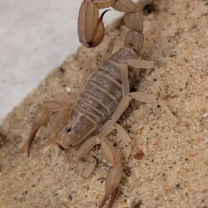 Paravaejovis confusus – Sandy Devil Scorpion | Yellow Ground Scorpion | TDE