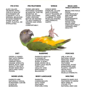 Parrot 101 Poster by Monika Sangar (PDF)