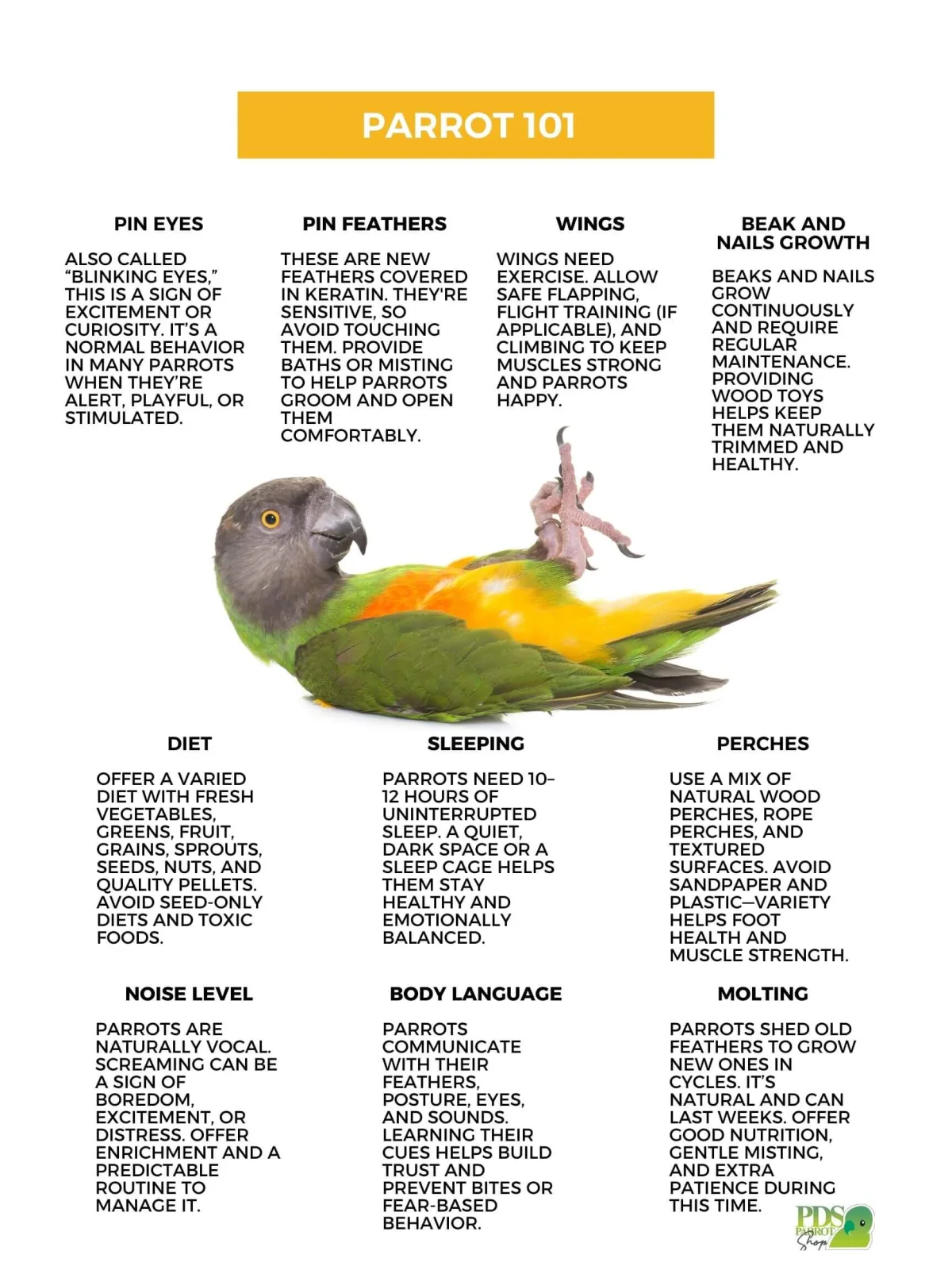Parrot 101 Poster by Monika Sangar (PDF)