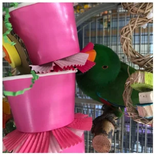 Parrot Behavior Bundle