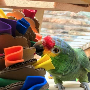Parrot Enrichment Bundle