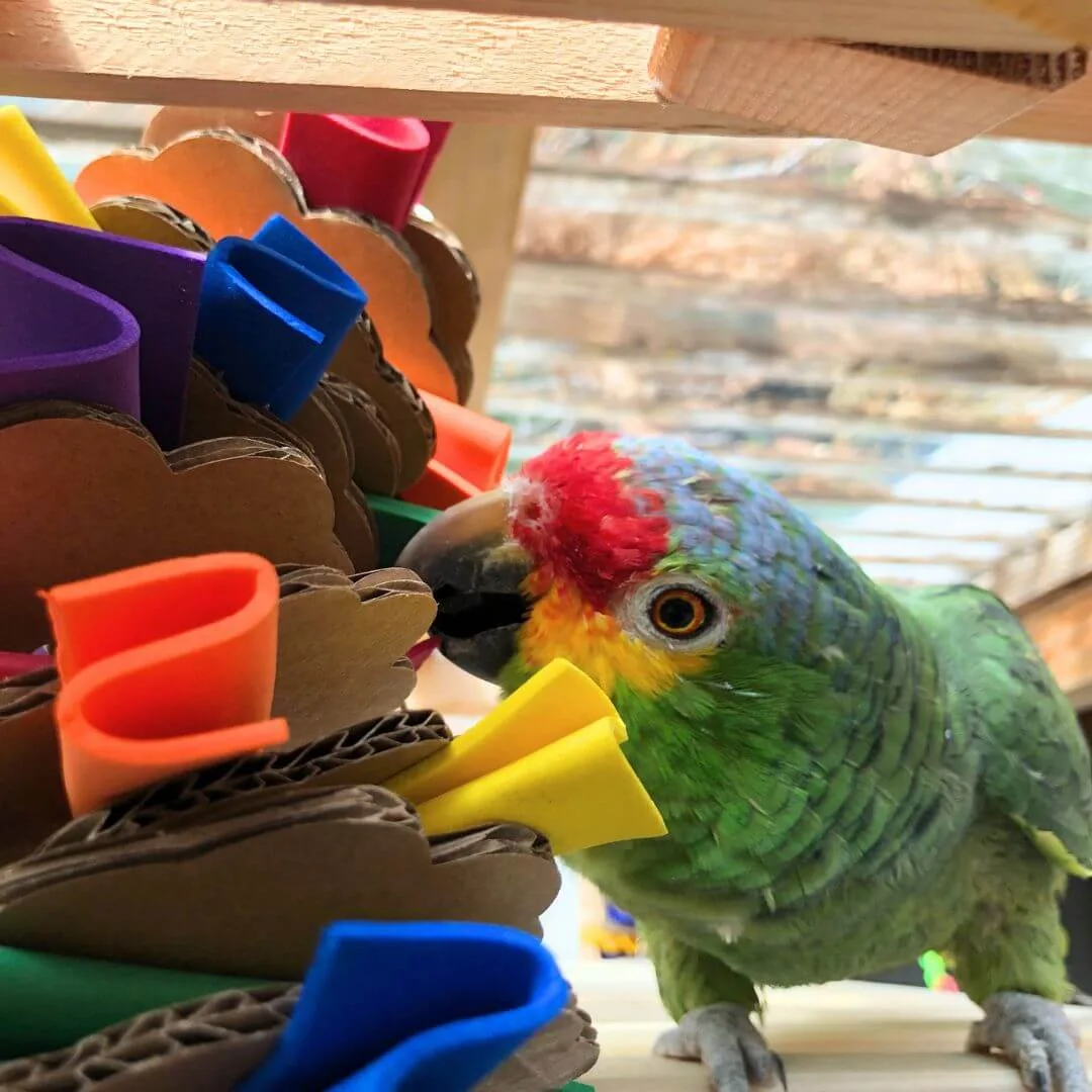 Parrot Enrichment Bundle