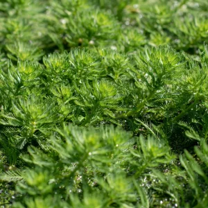 Parrot Feather leaded Aquatic Plant