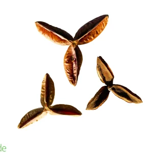 Pau Terra Estrela Pods, 3-Pack for Terrariums