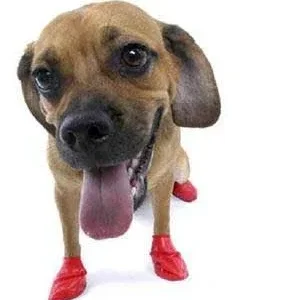 Pawz Dog Boots 12 pk. Small {L+1x} 975103