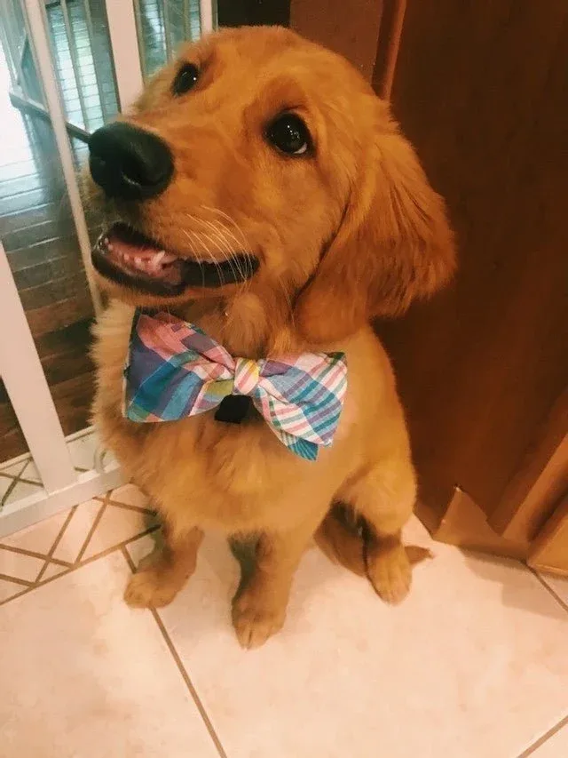 Peach Multi Plaid Bow Tie - Image 2