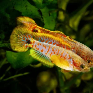 Peacock Gudgeon